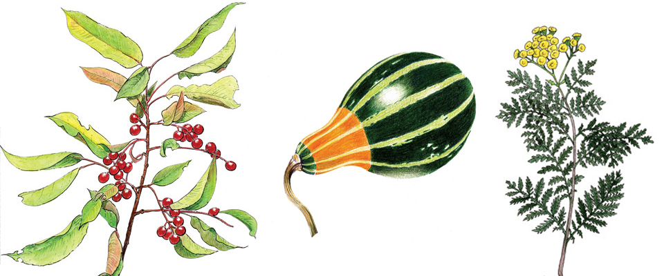 Botanical Slider