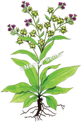 line art plants
